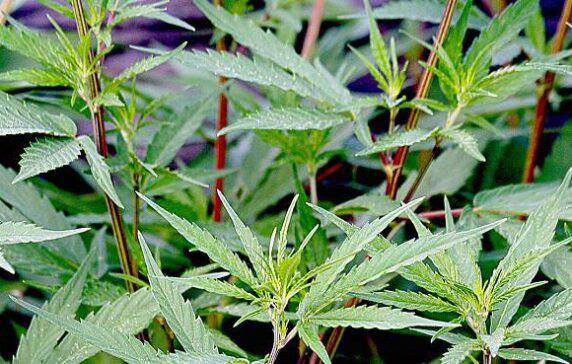 Cannabis Startups Have Been Raking in Funding Long Before Privateer. Hits High in Q4 2014.