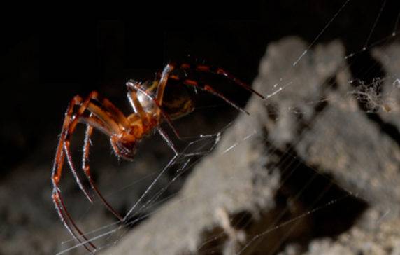 Amazing spider silk: Super-elastic proteins key to spider web's  stretchiness