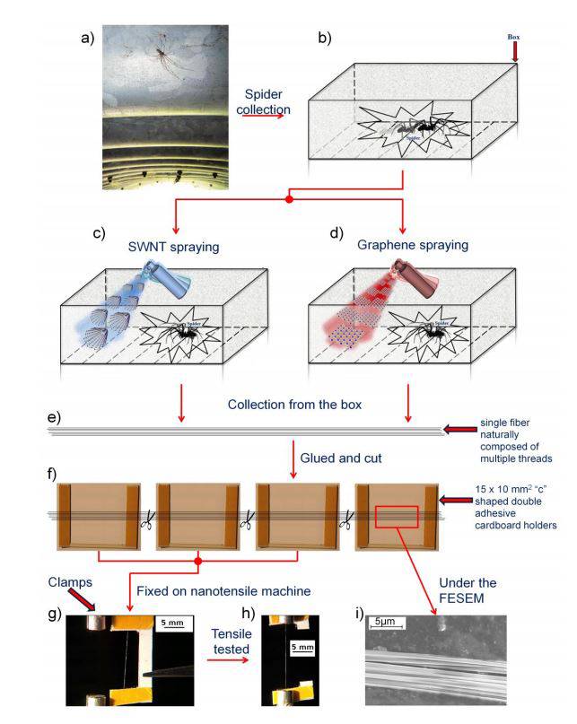 carbon nanotubes spider silk