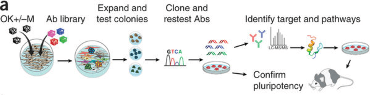 Turning Back The Clock: A New Discovery Can Turn Adult Cells Back Into ...