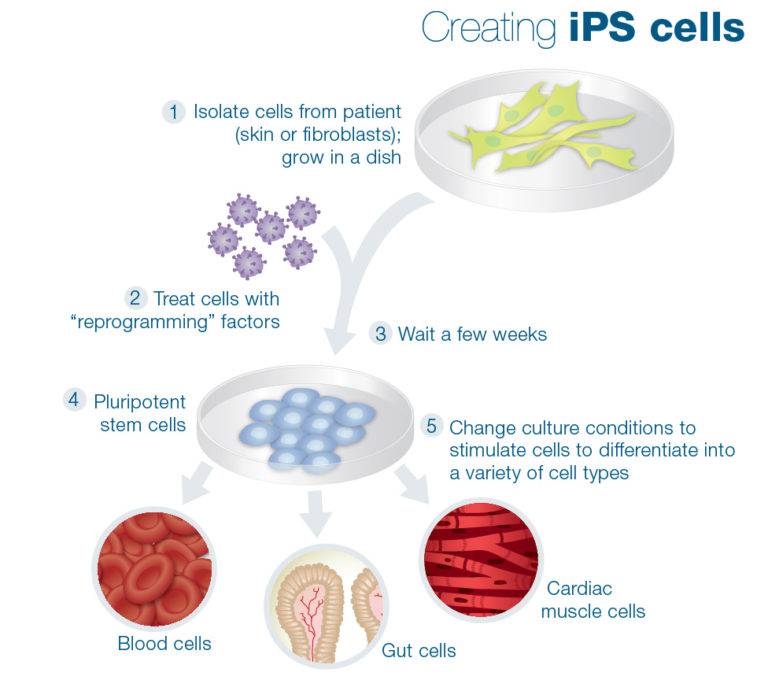 Turning Back The Clock: A New Discovery Can Turn Adult Cells Back Into ...