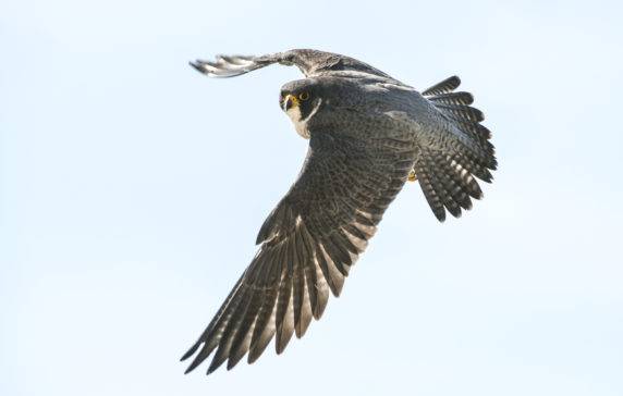 From Falcon Drones To Fruit Fly Algorithms, The Latest Tech Innovations Inspired By Nature