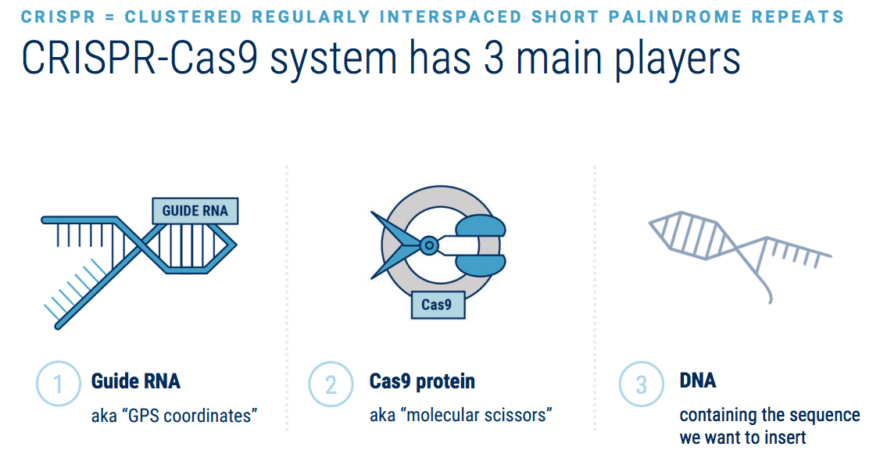 Research Briefing: What is CRISPR?