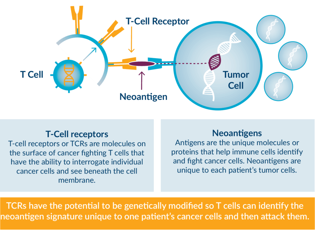 T-cell receptors neoantigens TCRs graphic
