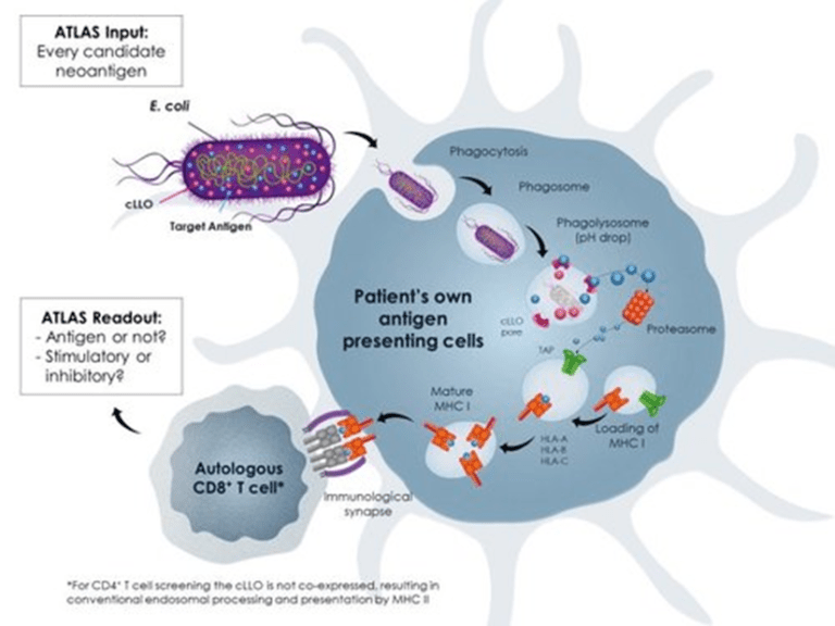 Neoantigen Cancer Vaccines & Companies Bringing It To The Market: Next ...