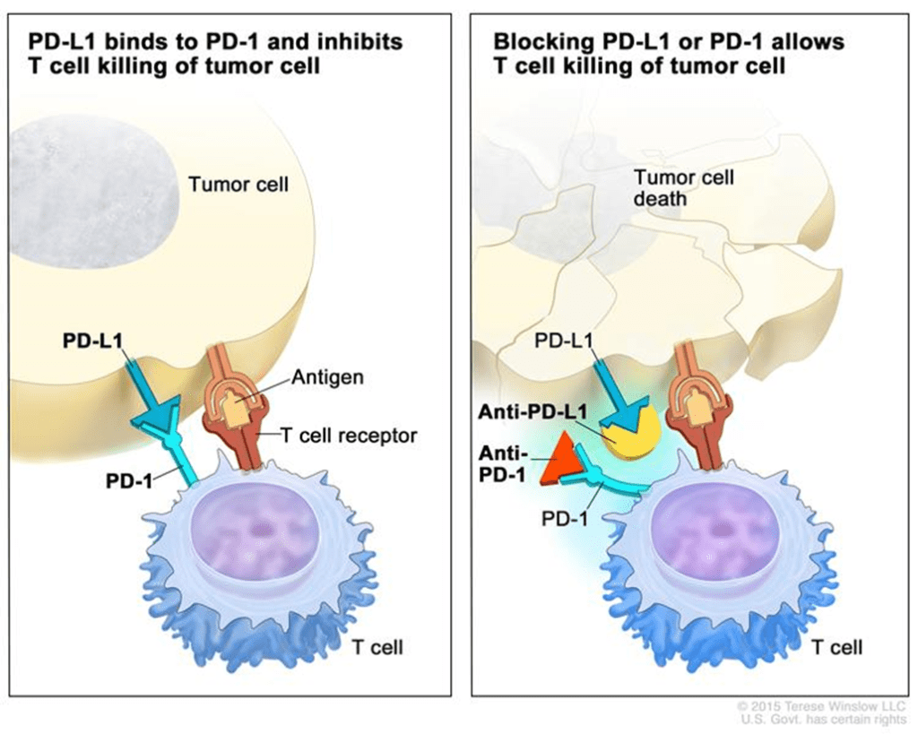 checkpoint inhibitors PD-L1 PD-1