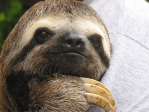 a beautiful sloth