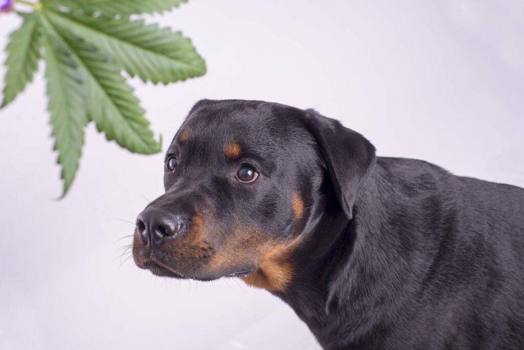 dog looking at a cannabis leaf