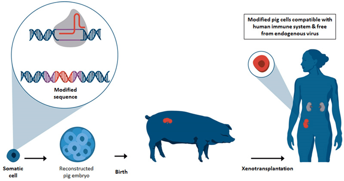eGenesis modified pig cells with human cells