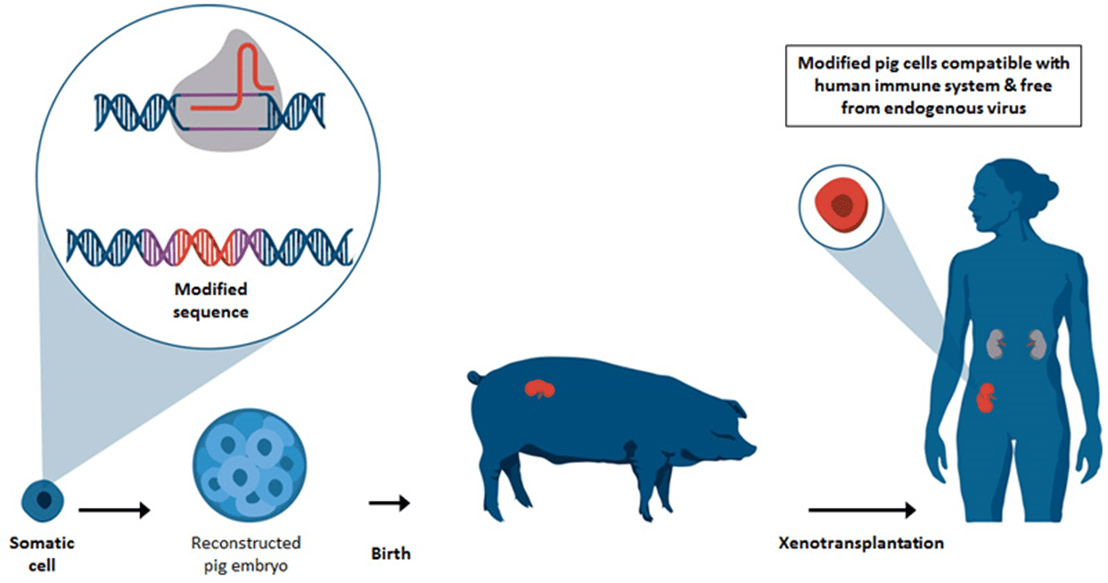 Орган человека животного. Ксенотрансплантация органов свиньи. Трансплантация органов от свиней. Свиньи для пересадки органов.