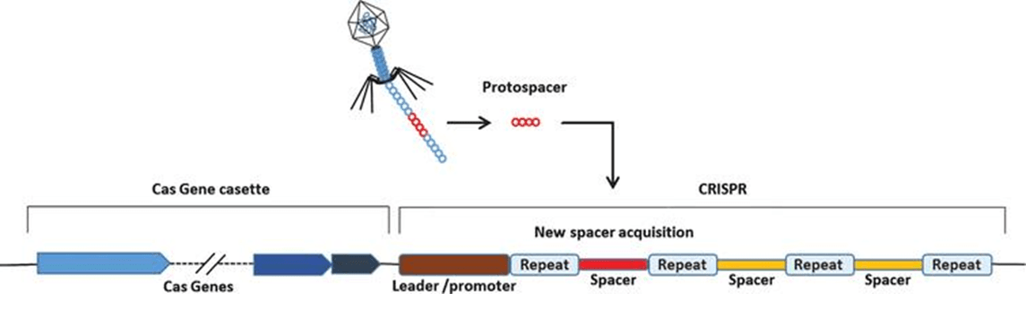 A complex logic circuit made from bacterial genes - The Source - Washington  University in St. Louis