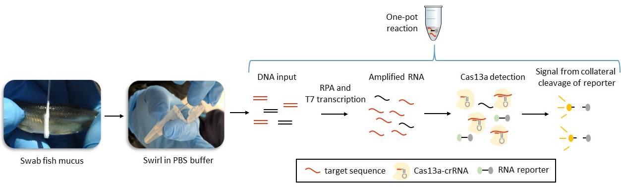 A simple infographic showing the process of taking swab from fishes and testing the sample using the SHERLOCK platform