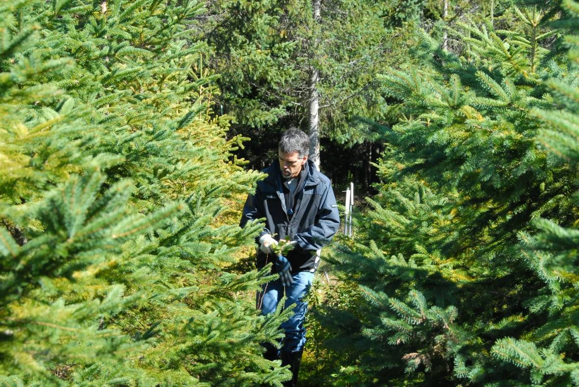 A man walking through the forest