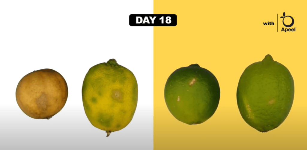 A comparison of limes treated with Apeel (on the right) and limes without Apeel (on the left) on day 18